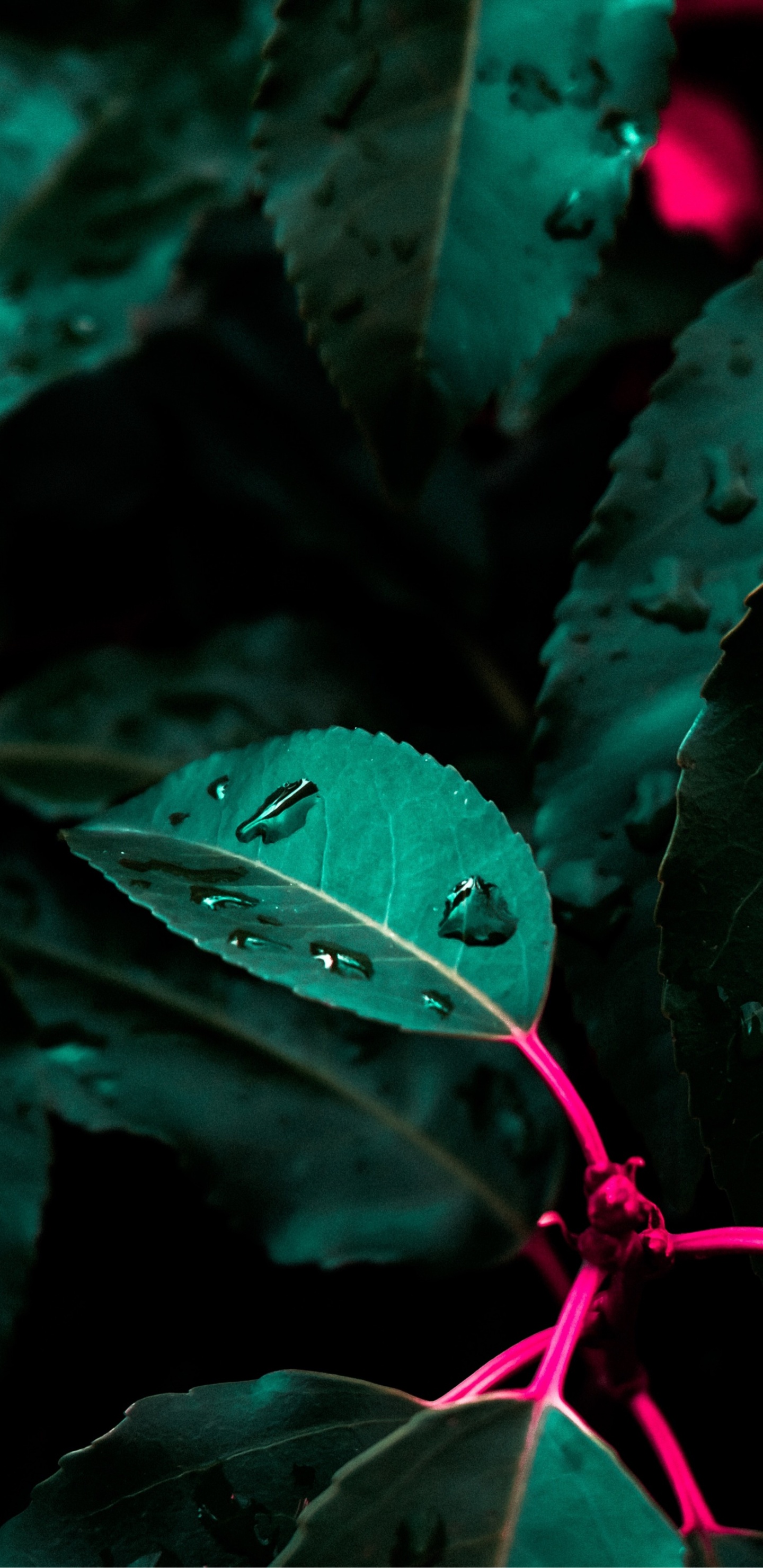 Verde, la Botánica, Pétalo, Planta Terrestre, la Vegetación. Wallpaper in 1440x2960 Resolution