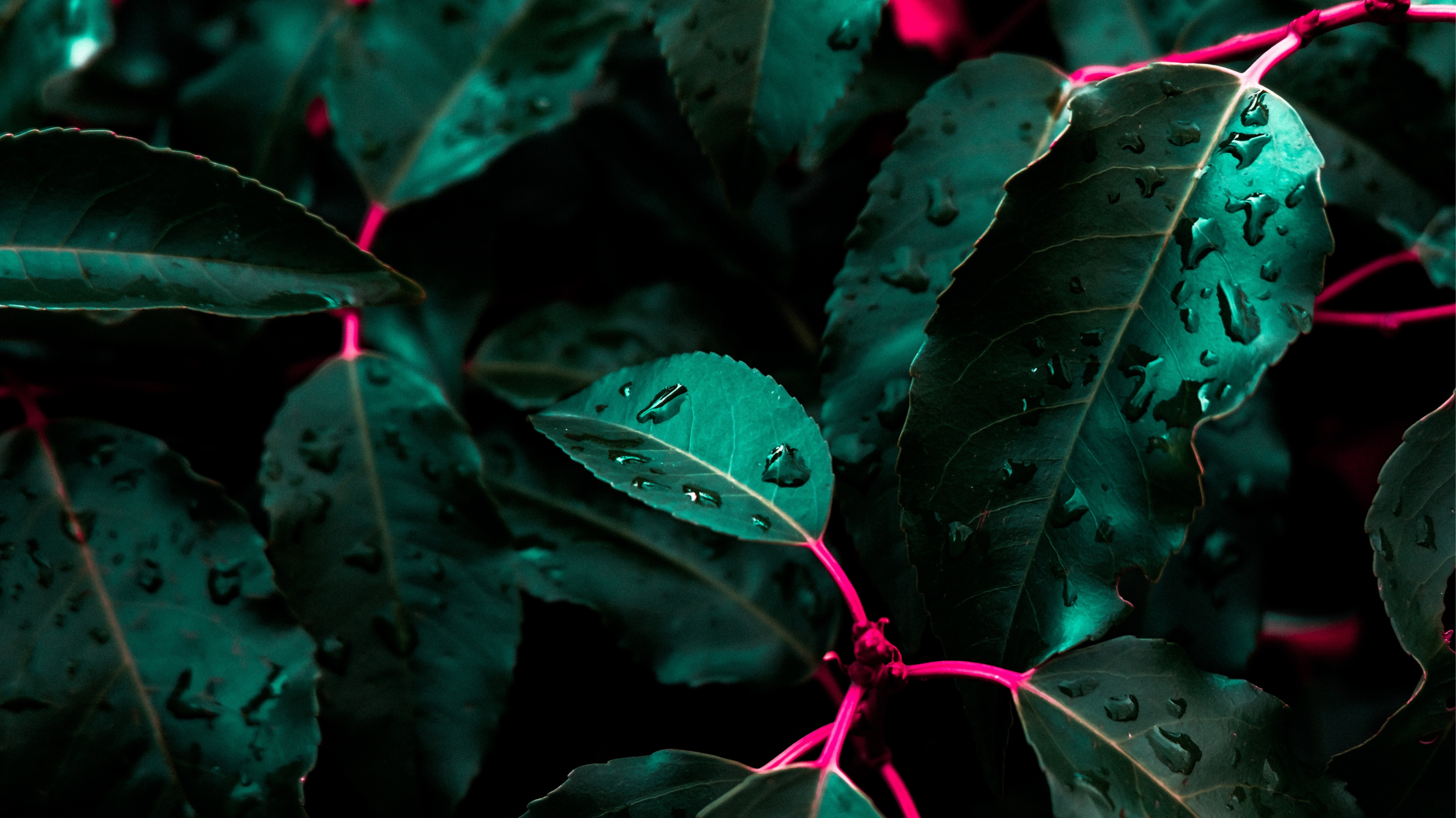 Verde, la Botánica, Pétalo, Planta Terrestre, la Vegetación. Wallpaper in 3840x2160 Resolution