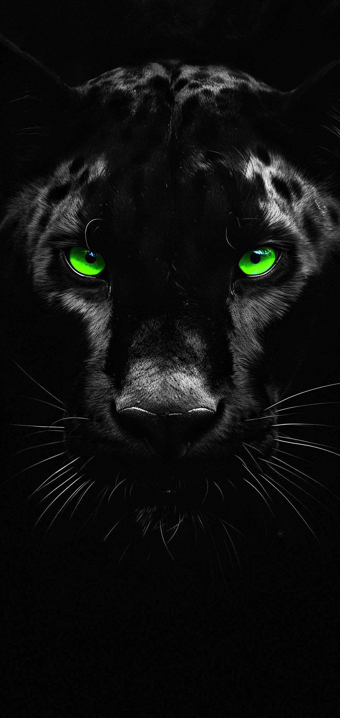 panthera wallpaper