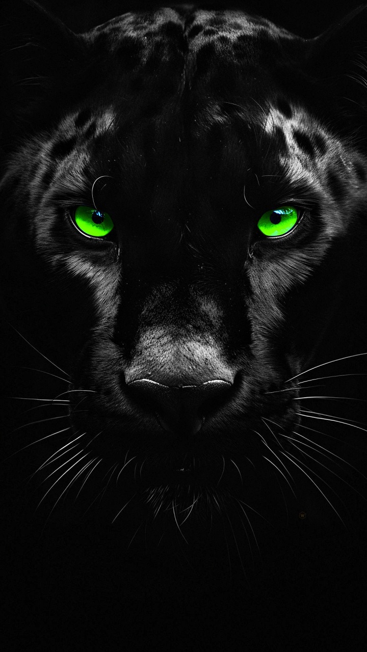 Black Panther, Cat, Felidae, Carnivore, Small to Medium Sized Cats. Wallpaper in 720x1280 Resolution