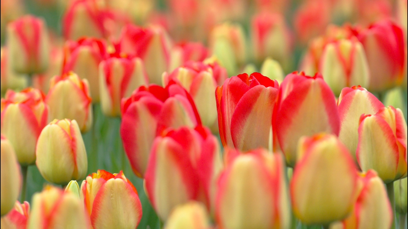 Red Tulips in Bloom During Daytime. Wallpaper in 1366x768 Resolution