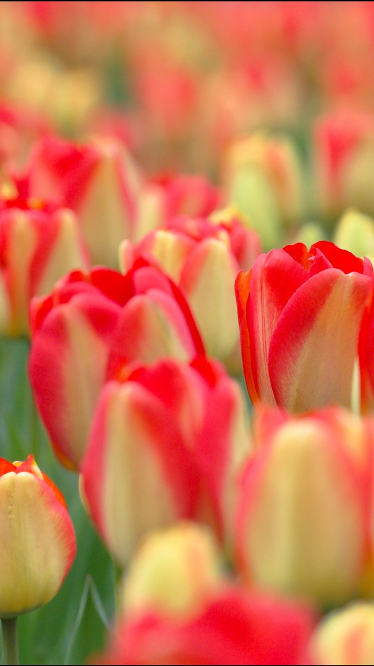 Red Tulips in Bloom During Daytime. Wallpaper in 750x1334 Resolution