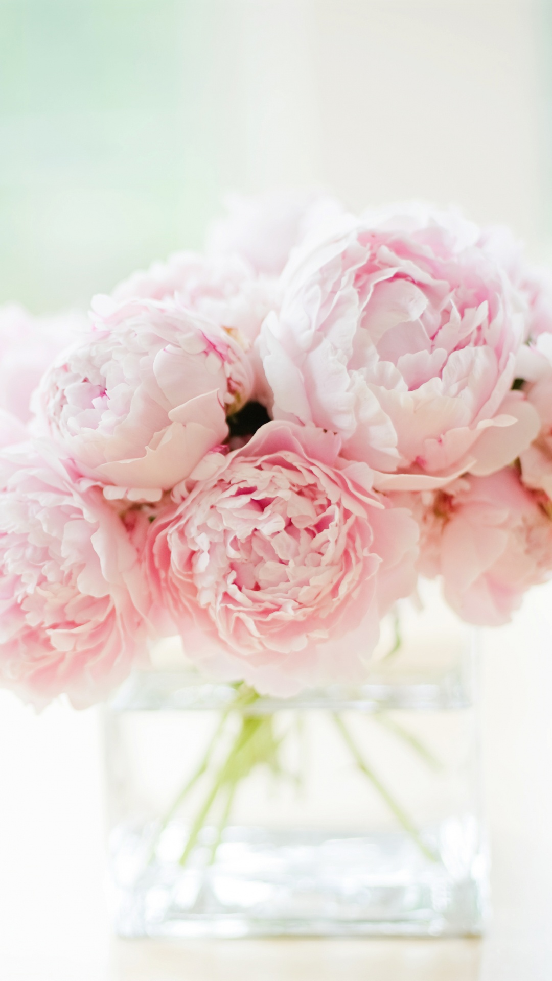 牡丹, 白色, 粉红色, 切花, 玫瑰花园 壁纸 1080x1920 允许