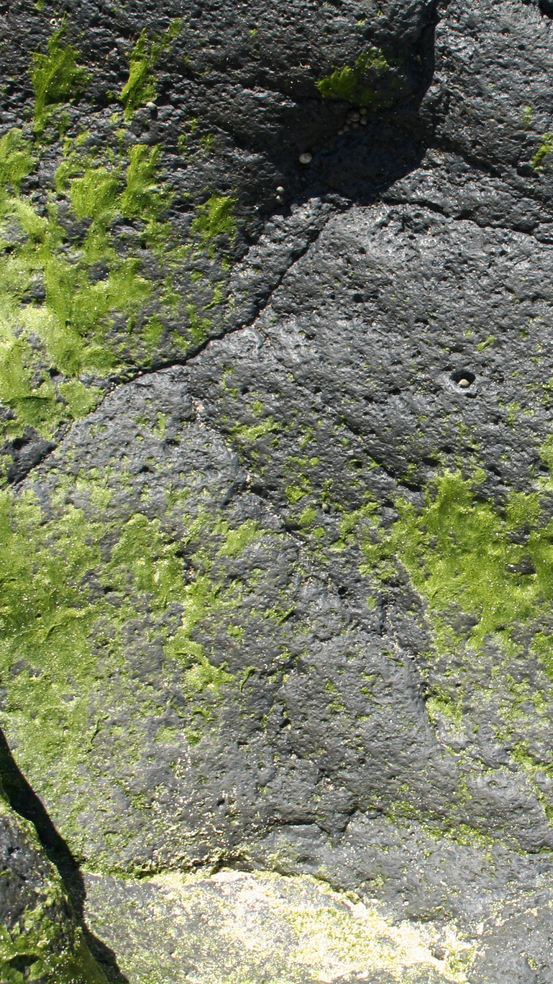 Green Moss on Gray Rock. Wallpaper in 1080x1920 Resolution