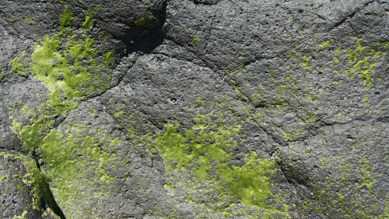 Green Moss on Gray Rock. Wallpaper in 1280x720 Resolution