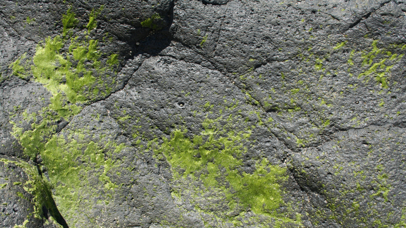 Green Moss on Gray Rock. Wallpaper in 1366x768 Resolution