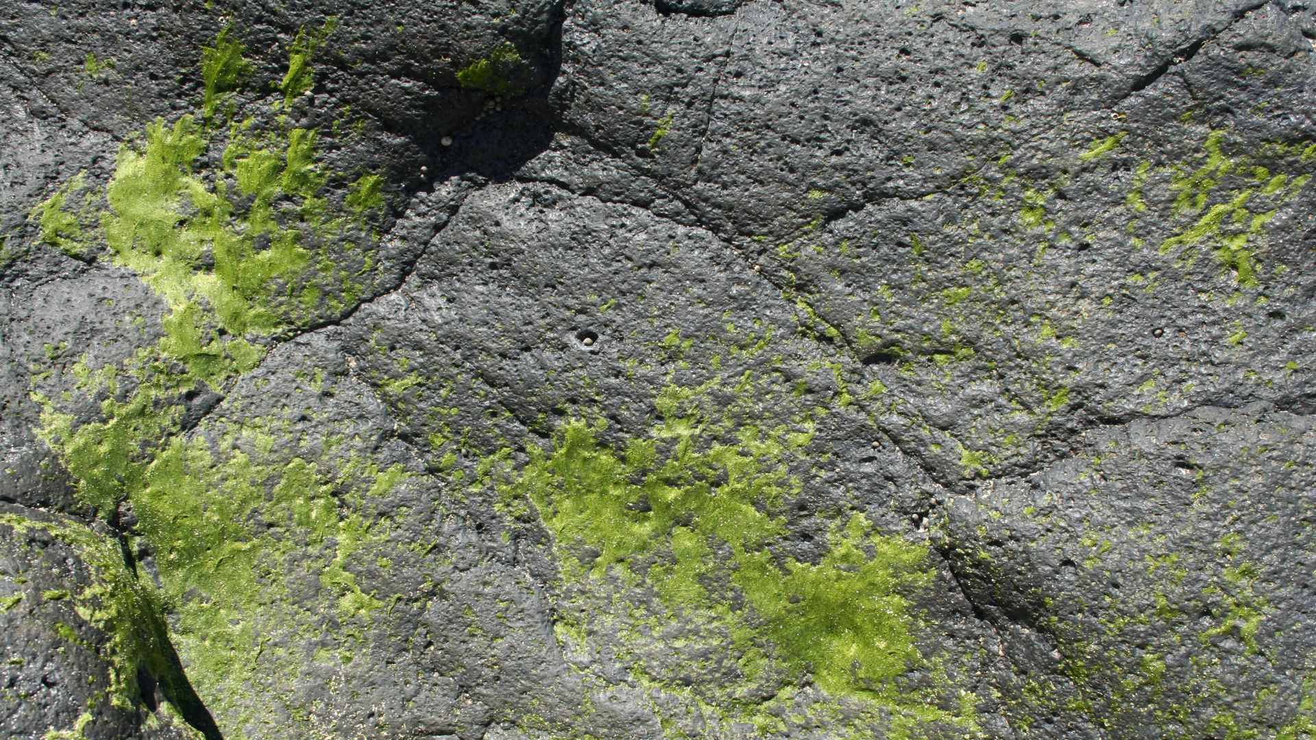 Green Moss on Gray Rock. Wallpaper in 1920x1080 Resolution