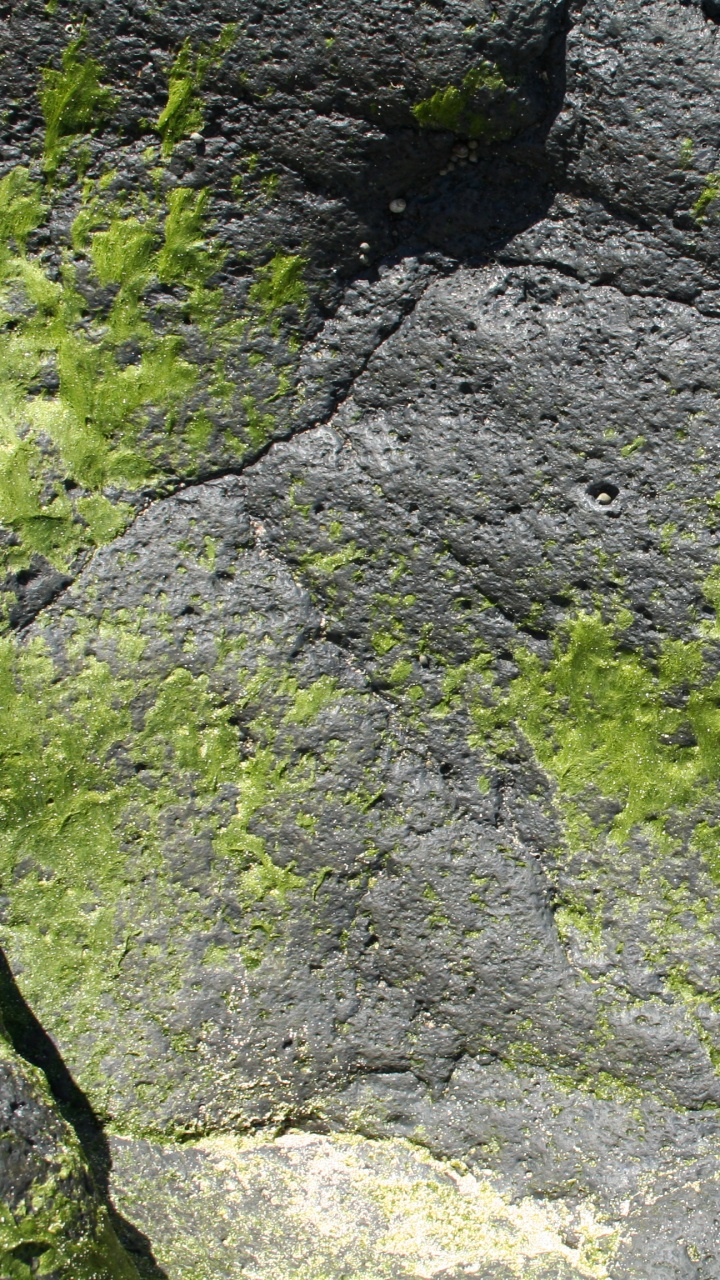 Green Moss on Gray Rock. Wallpaper in 720x1280 Resolution