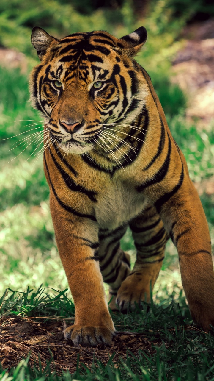Tigre Marrón y Negro Caminando Sobre la Hierba Verde Durante el Día. Wallpaper in 720x1280 Resolution