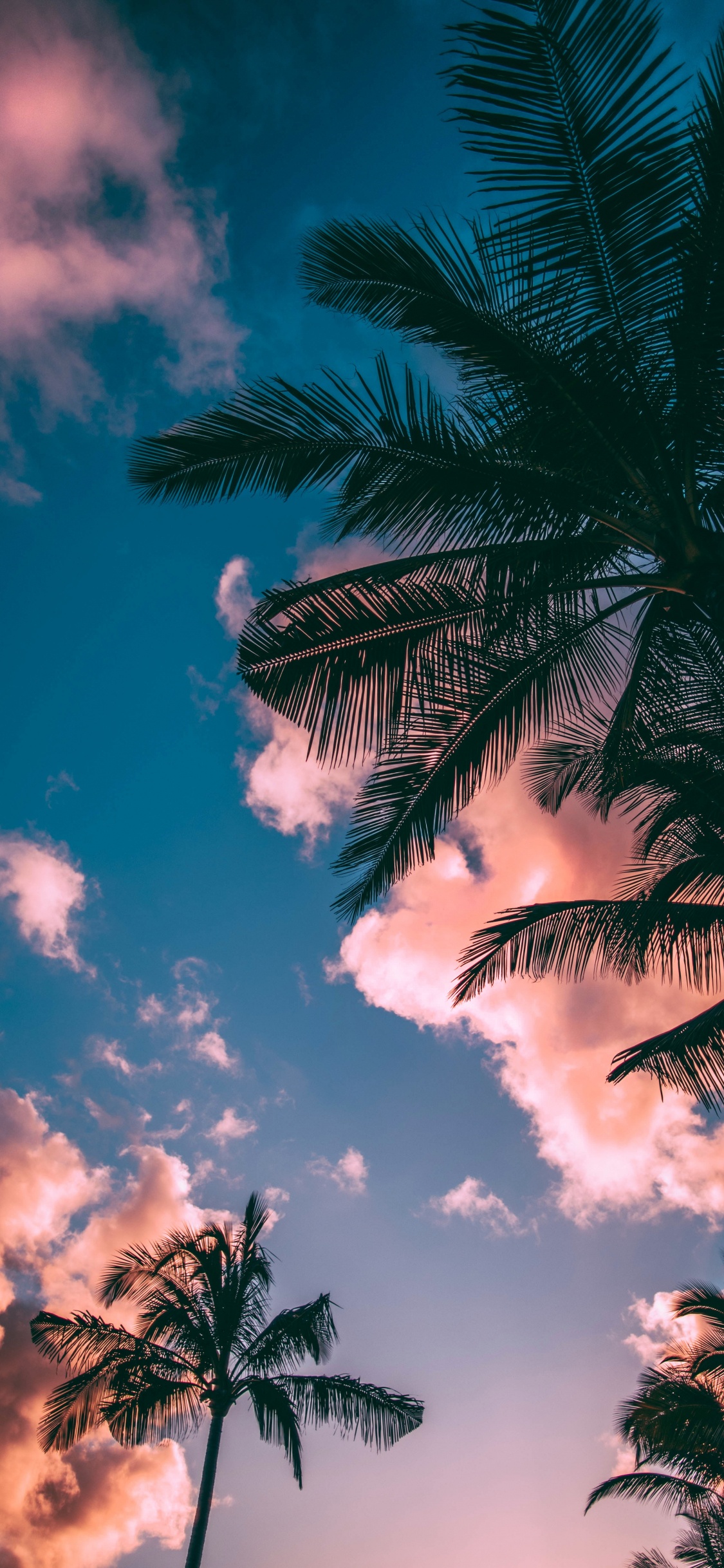 Tree, Palm Tree, Cloud, Daytime, Tropics. Wallpaper in 1125x2436 Resolution