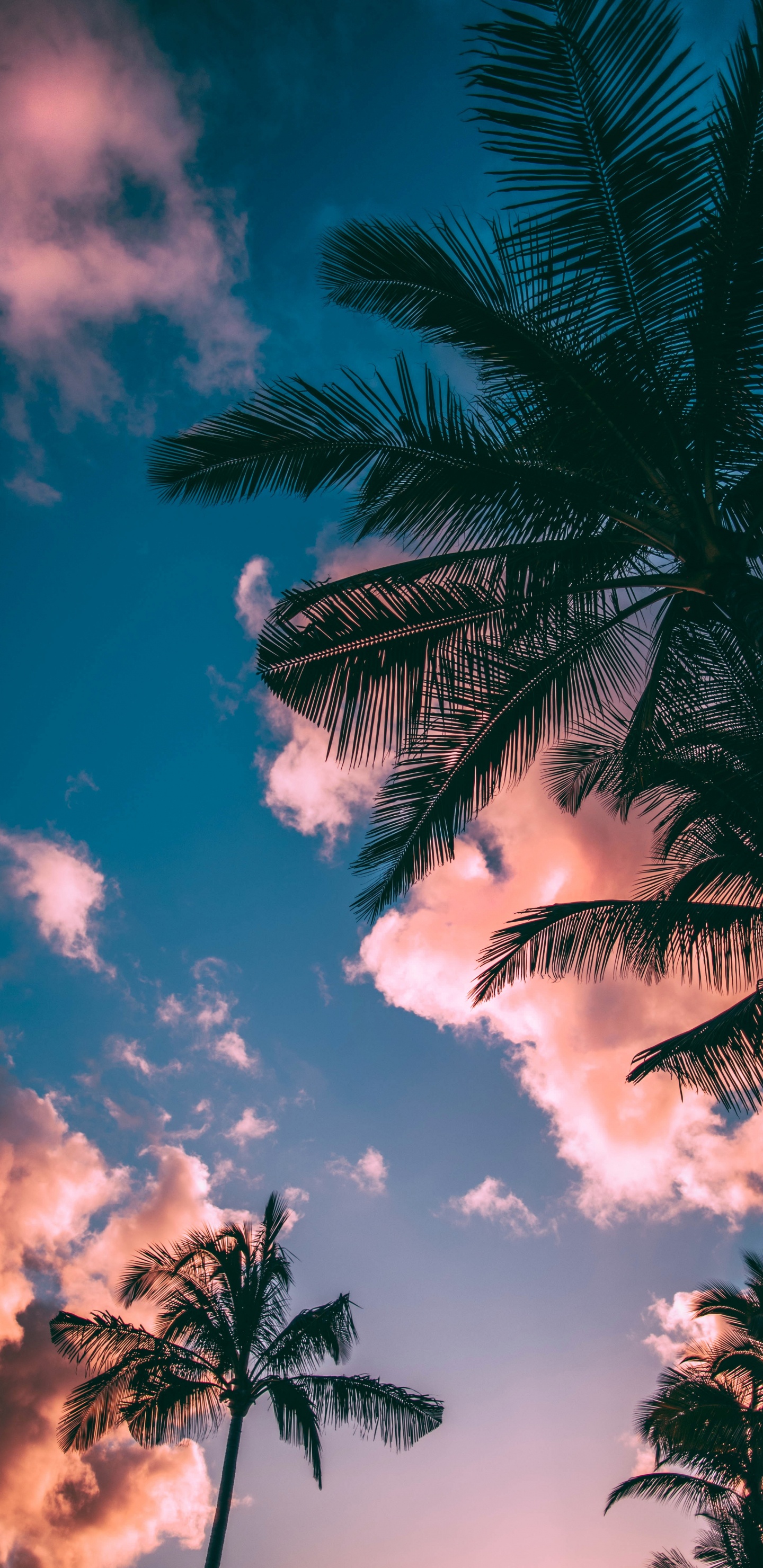 Baum, Cloud, Tageszeit, Tropics, Blau. Wallpaper in 1440x2960 Resolution
