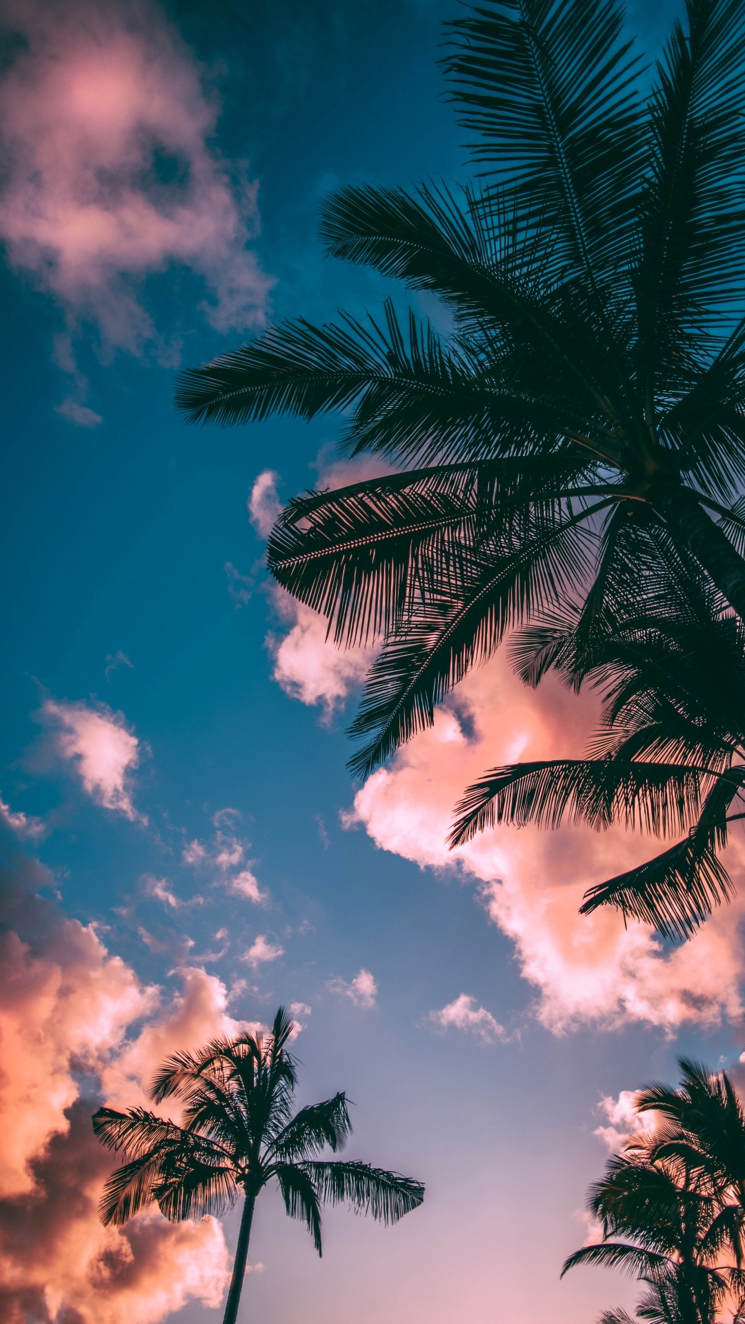 热带地区, 棕榈树, 天空, 云计算, Arecales 壁纸 1080x1920 允许