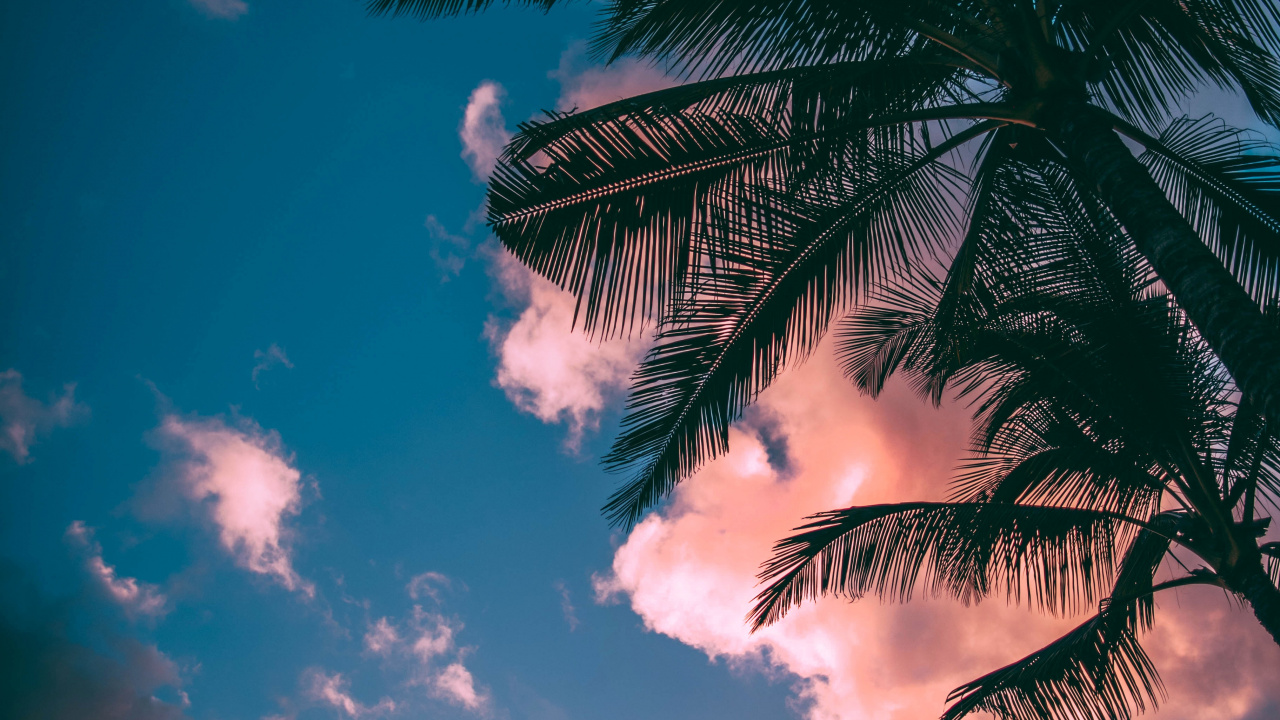 热带地区, 棕榈树, 天空, 云计算, Arecales 壁纸 1280x720 允许