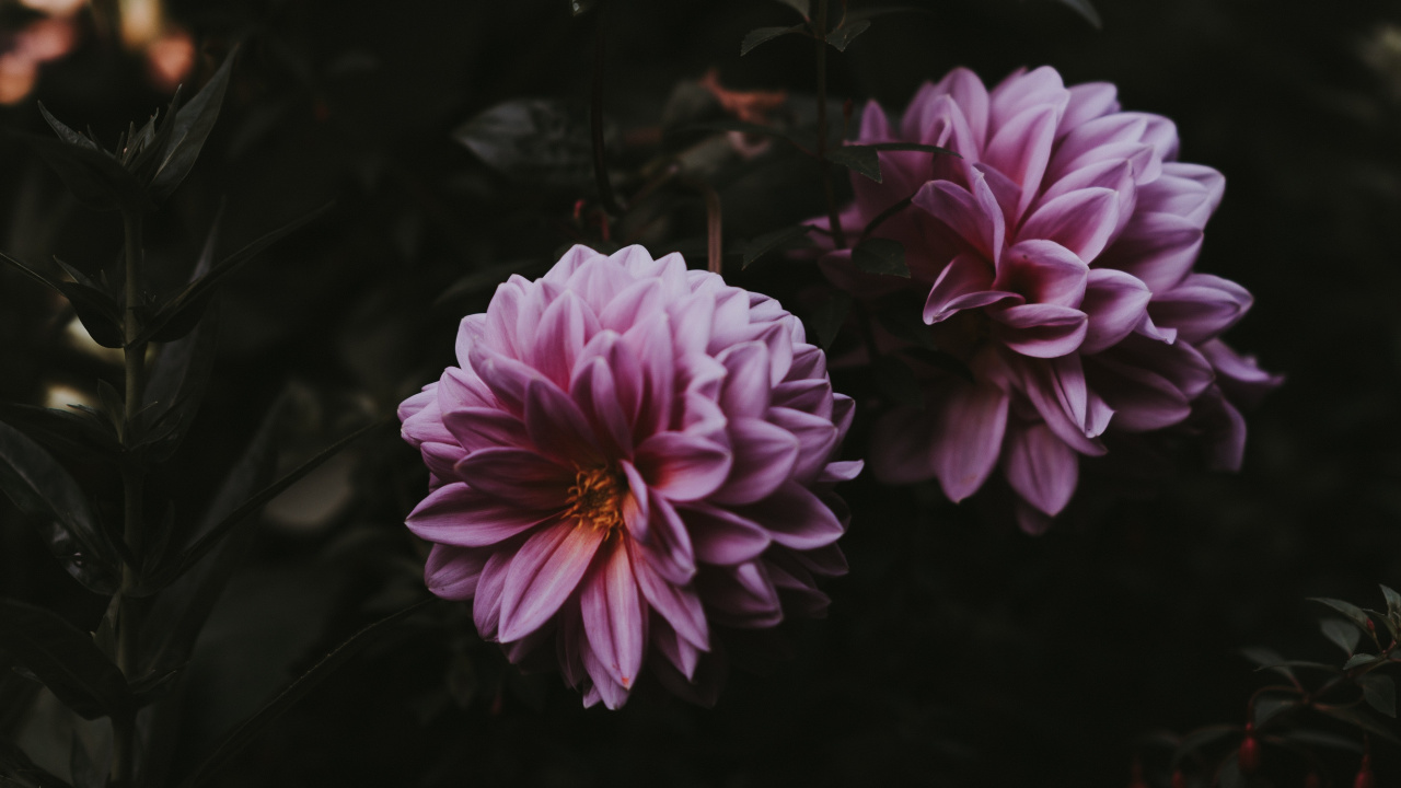 智能手机, 粉红色, 显花植物, 紫色的, 弹簧 壁纸 1280x720 允许