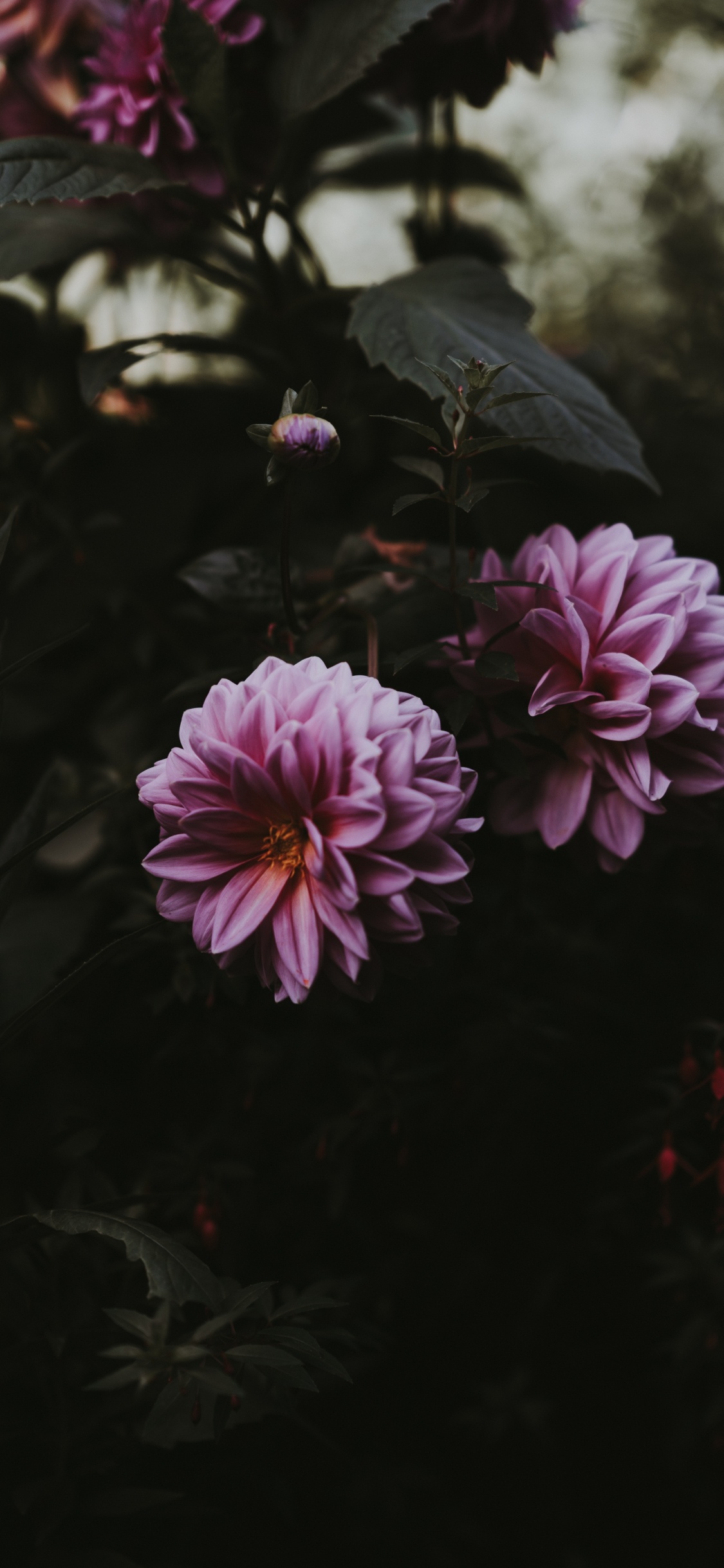 Lila Blume in Tilt-Shift-Linse. Wallpaper in 1125x2436 Resolution