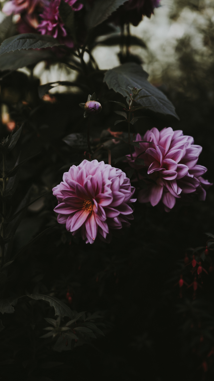 Lila Blume in Tilt-Shift-Linse. Wallpaper in 750x1334 Resolution