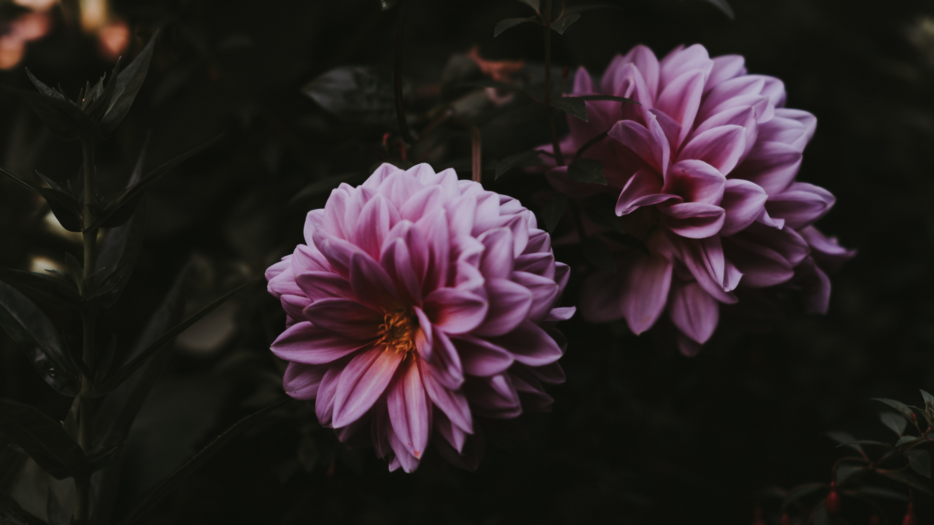 Fleur Pourpre Dans L'objectif à Basculement. Wallpaper in 1920x1080 Resolution