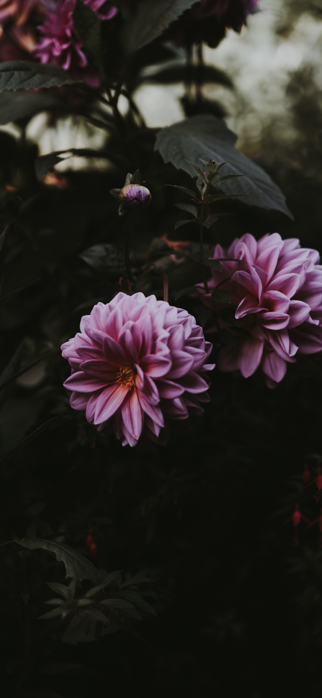 Purple Flower in Tilt Shift Lens. Wallpaper in 1242x2688 Resolution