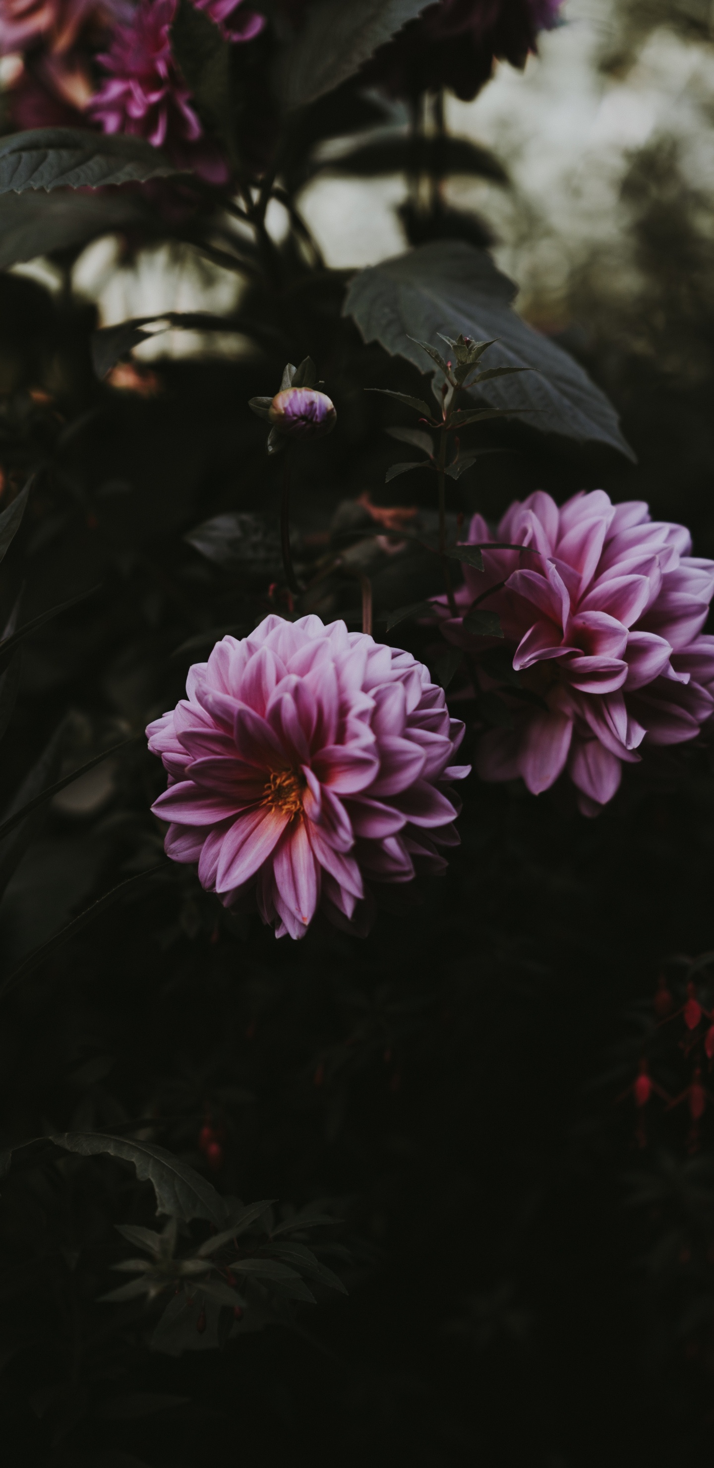 Purple Flower in Tilt Shift Lens. Wallpaper in 1440x2960 Resolution
