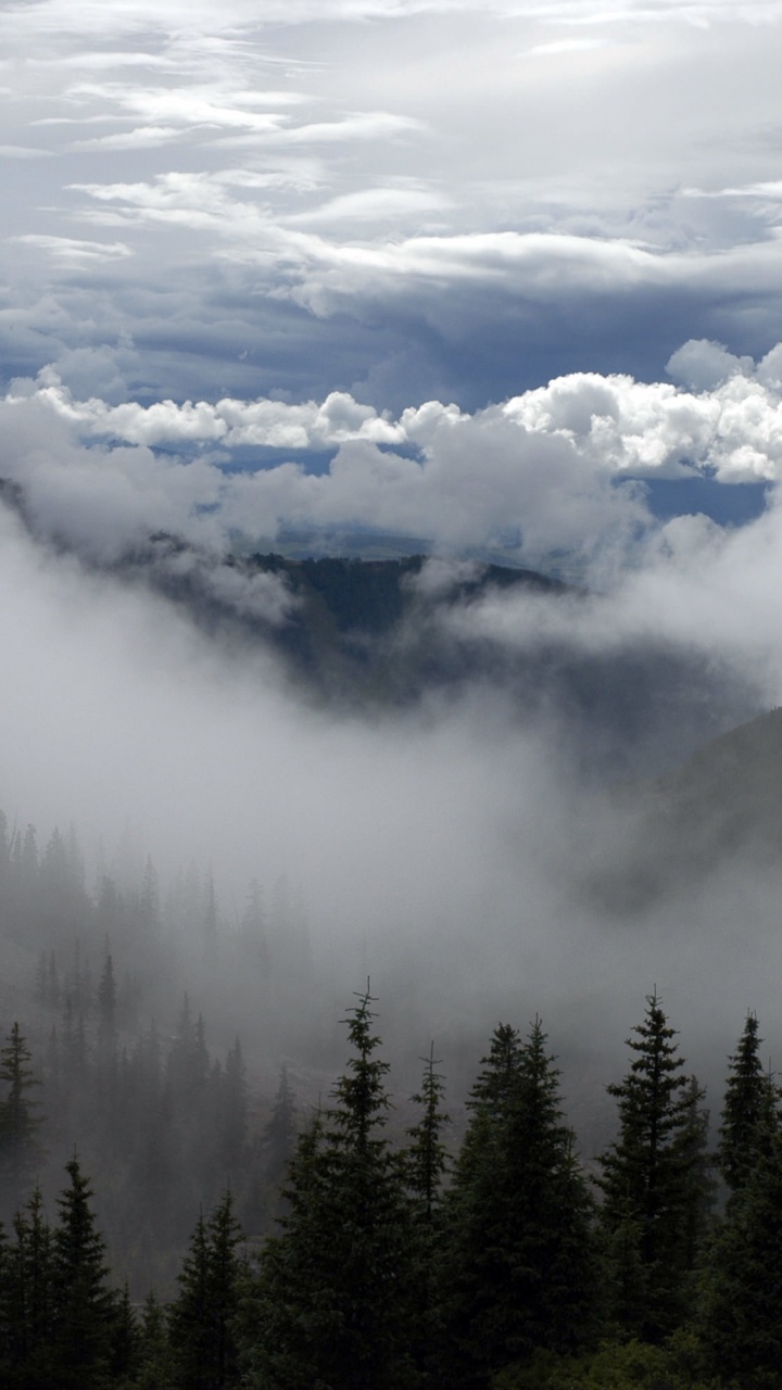 Green Pine Trees Under White Clouds During Daytime. Wallpaper in 720x1280 Resolution