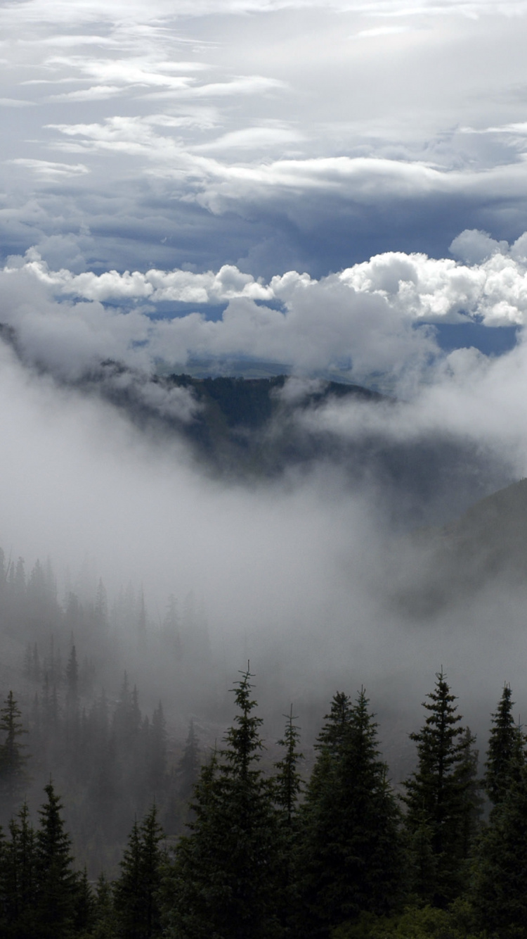 Green Pine Trees Under White Clouds During Daytime. Wallpaper in 750x1334 Resolution