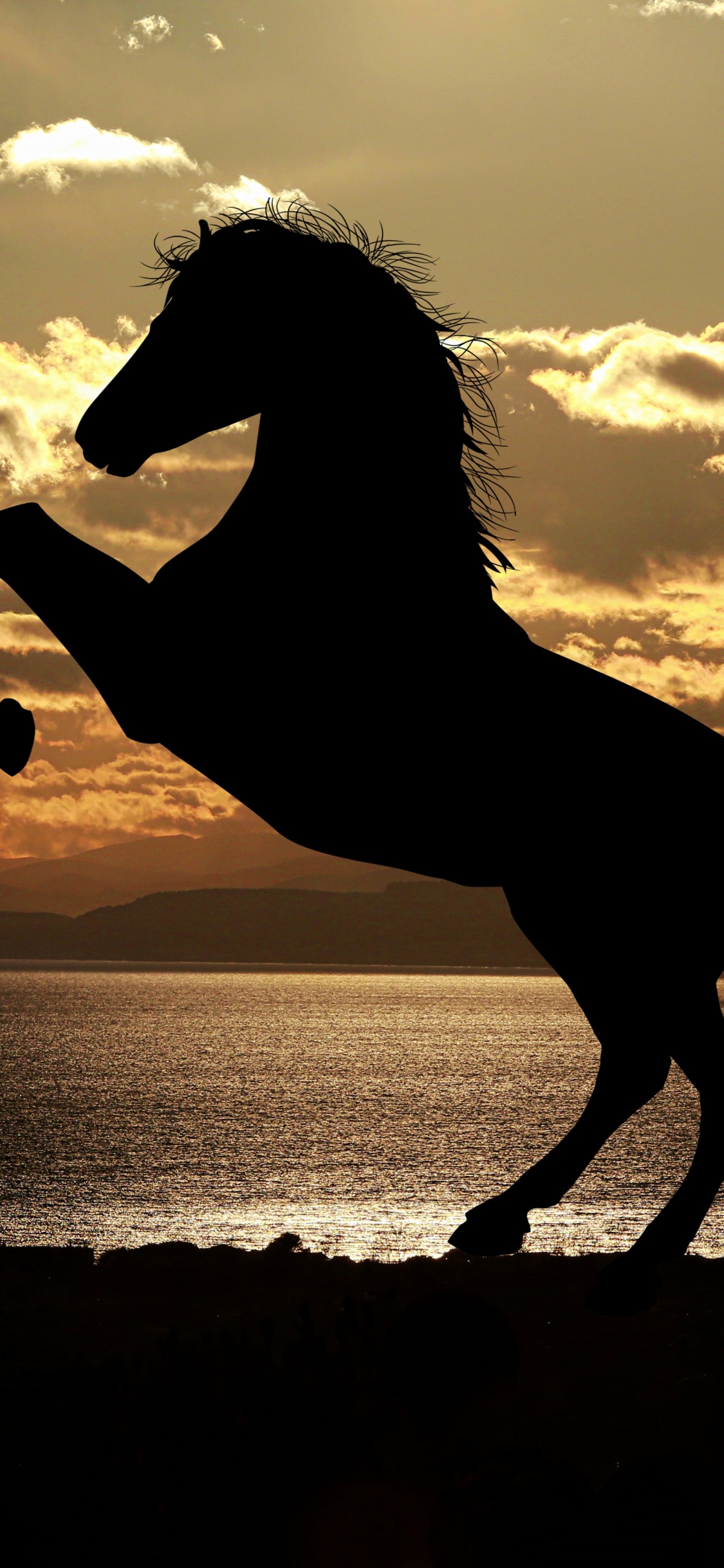 Silhouette of Horse on Seashore During Sunset. Wallpaper in 1125x2436 Resolution