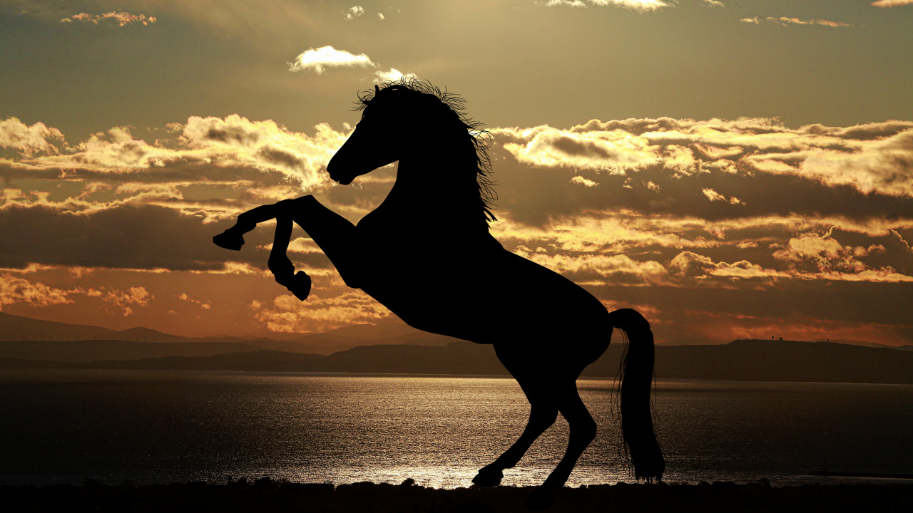 Silhouette of Horse on Seashore During Sunset. Wallpaper in 1280x720 Resolution