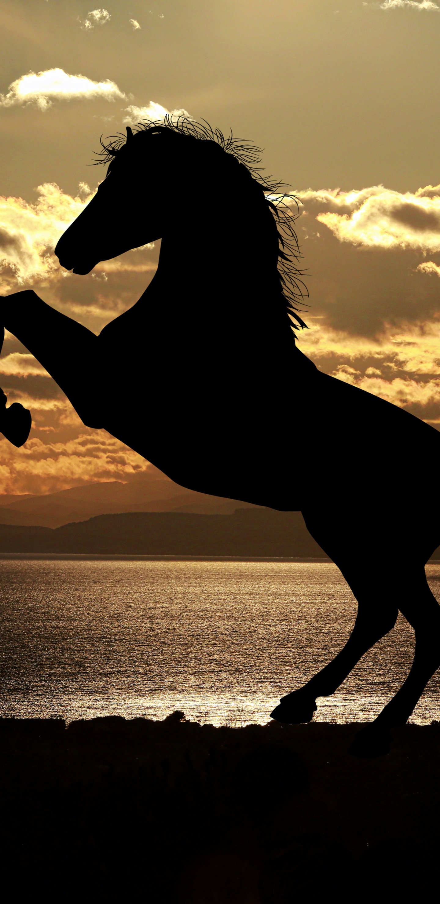 Silhouette of Horse on Seashore During Sunset. Wallpaper in 1440x2960 Resolution