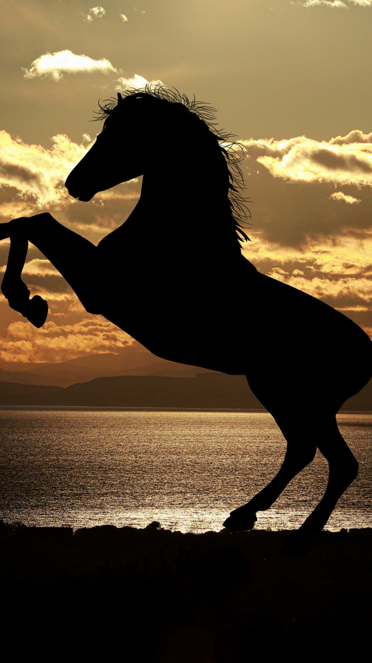 Silhouette of Horse on Seashore During Sunset. Wallpaper in 750x1334 Resolution