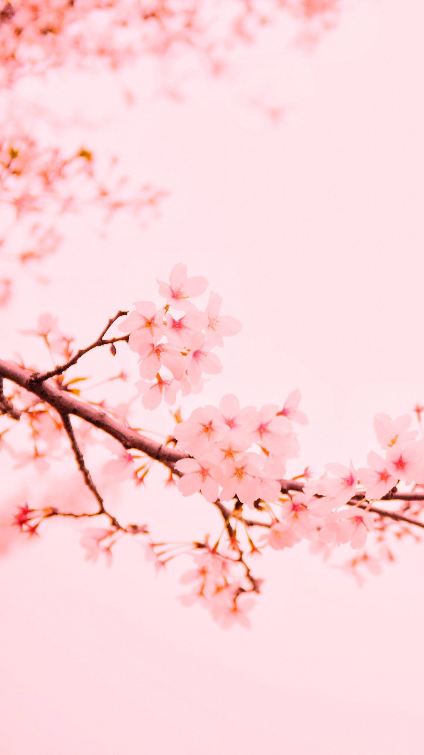 开花, 粉红色, 樱花, 弹簧, 树枝 壁纸 1440x2560 允许