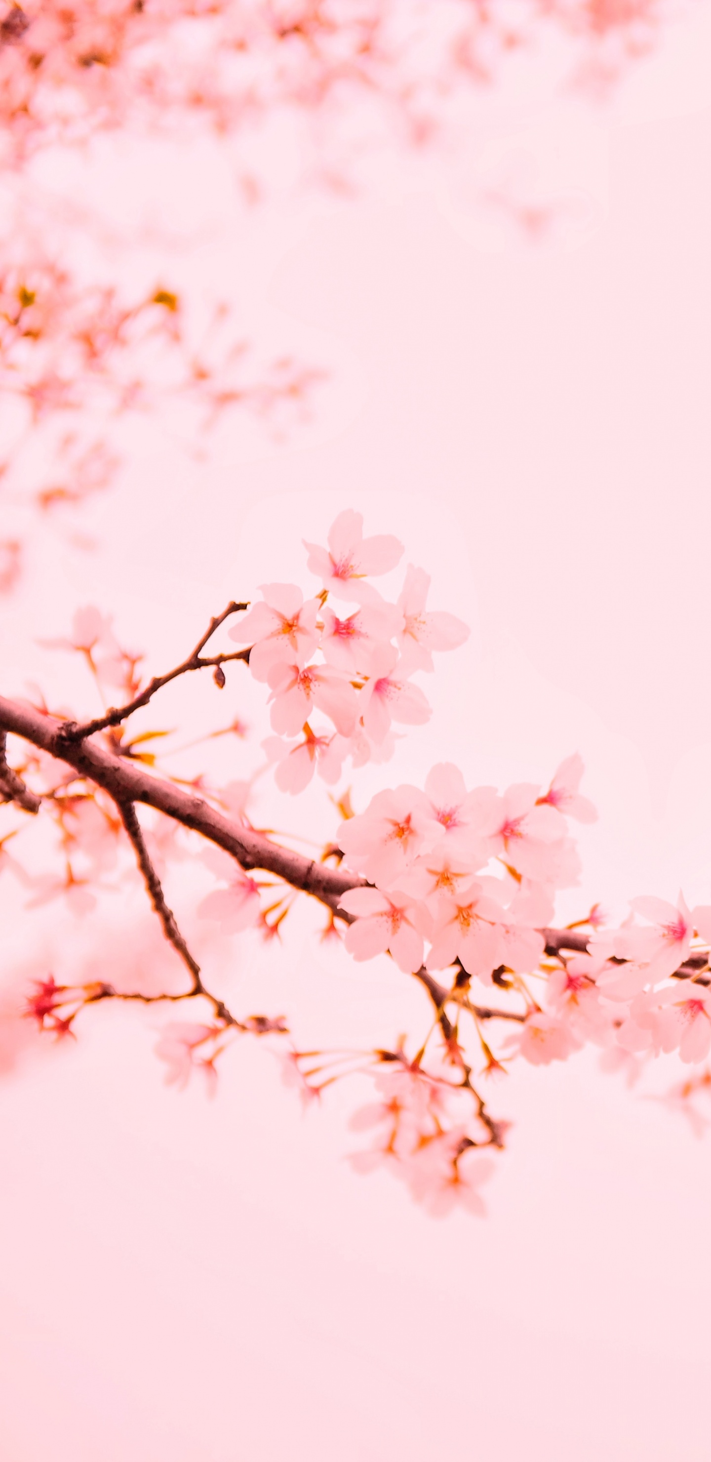 开花, 粉红色, 樱花, 弹簧, 树枝 壁纸 1440x2960 允许