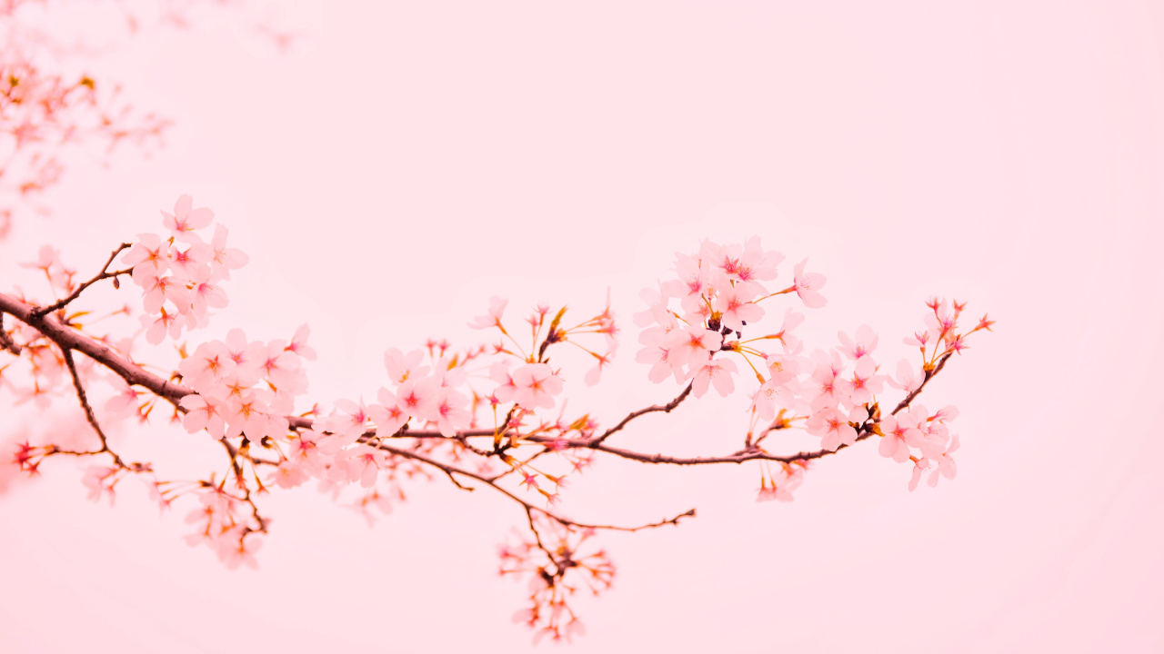 White Cherry Blossom in Close up Photography. Wallpaper in 1280x720 Resolution