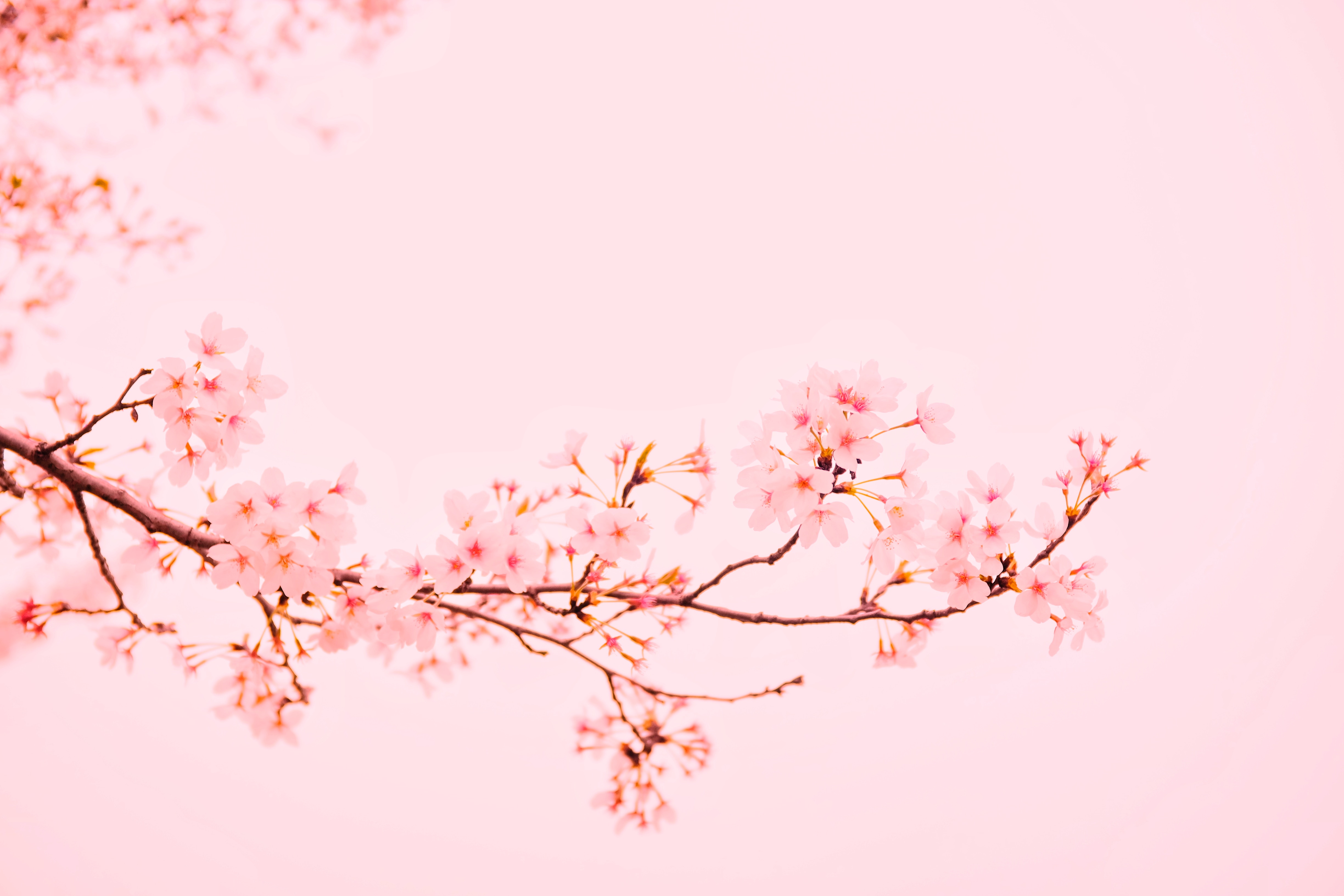 Wallpaper White Cherry Blossom in Close up Photography Background   Download Free Image