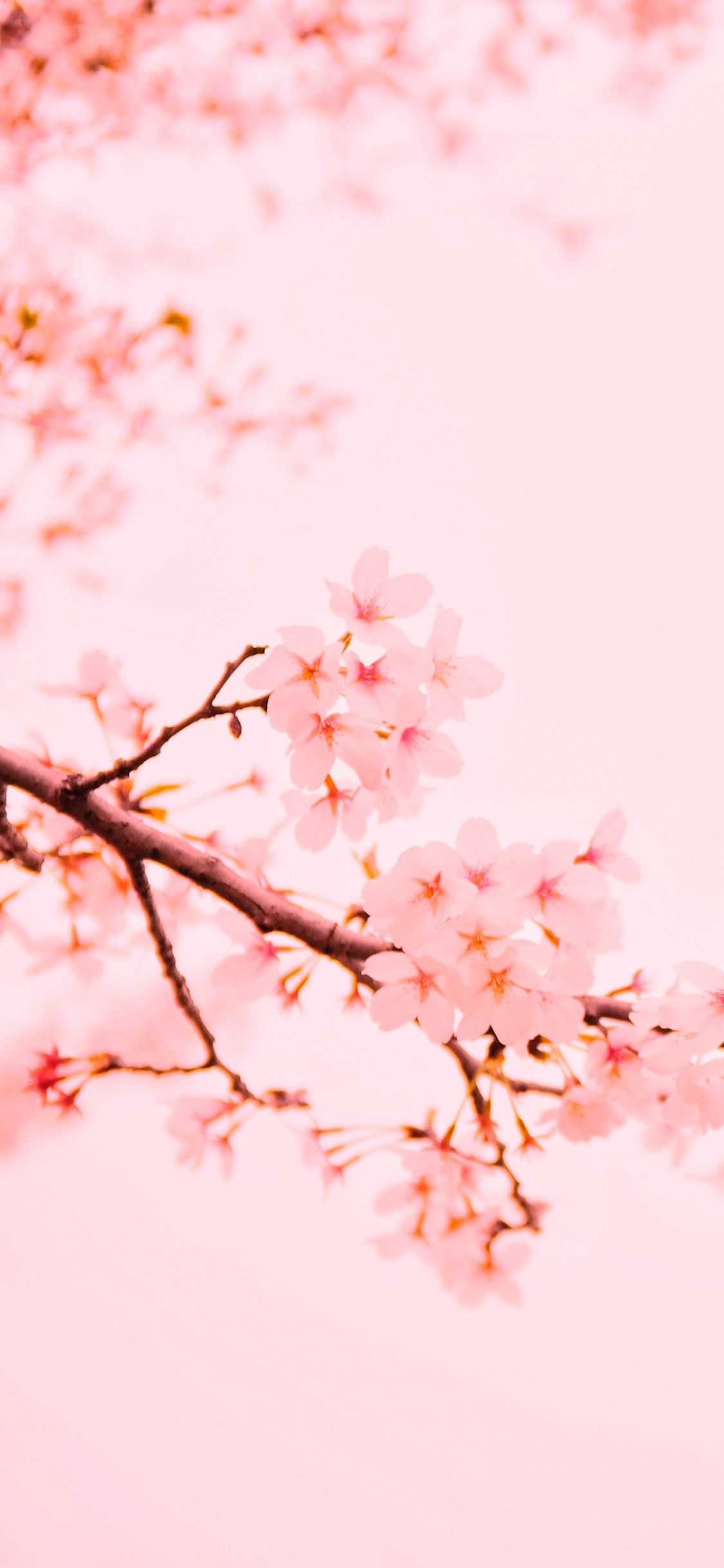 Weiße Kirschblüte in Nahaufnahme. Wallpaper in 1125x2436 Resolution