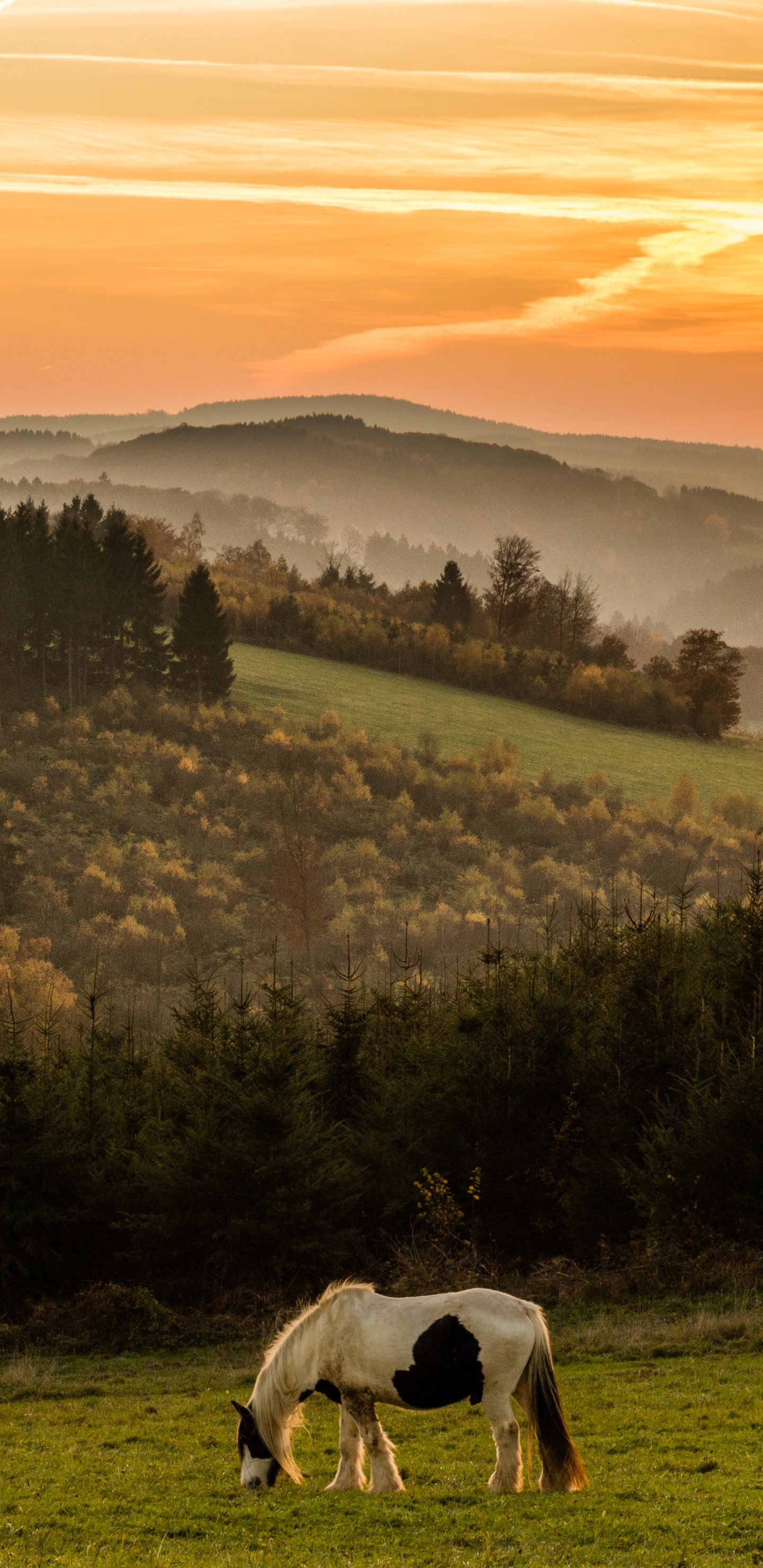 White Horse on Green Grass Field During Sunset. Wallpaper in 1440x2960 Resolution