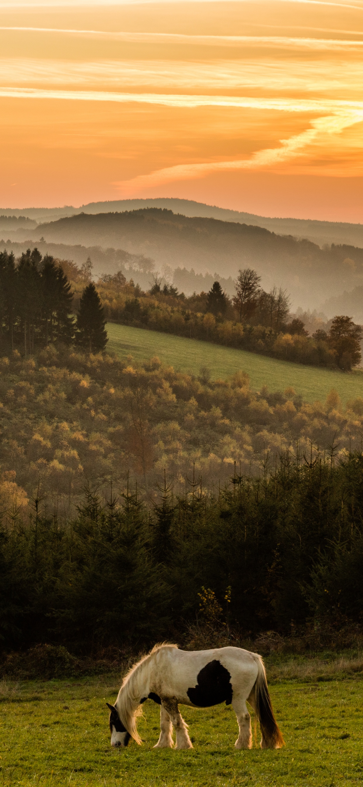 Cheval Blanc Sur Terrain D'herbe Verte Pendant le Coucher du Soleil. Wallpaper in 1242x2688 Resolution