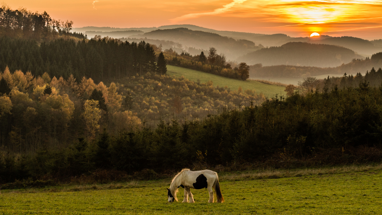 Cheval Blanc Sur Terrain D'herbe Verte Pendant le Coucher du Soleil. Wallpaper in 1280x720 Resolution