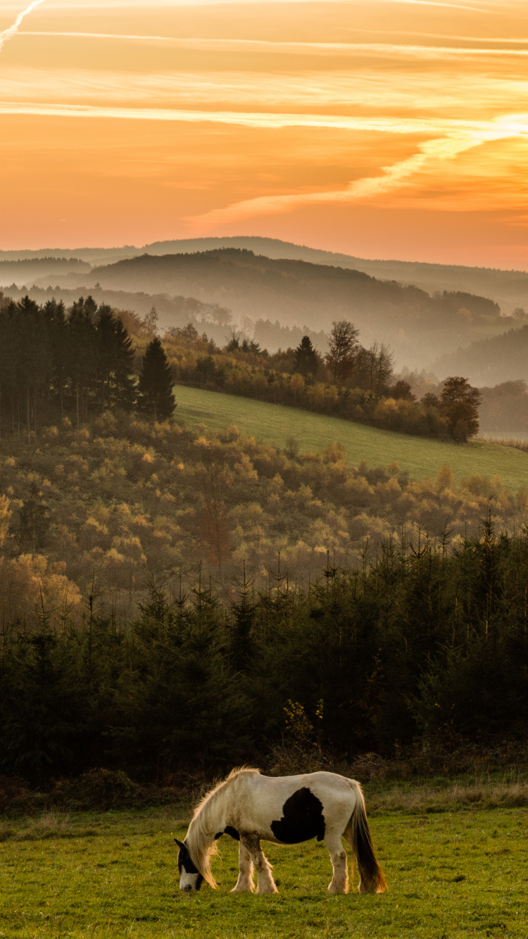Cheval Blanc Sur Terrain D'herbe Verte Pendant le Coucher du Soleil. Wallpaper in 750x1334 Resolution