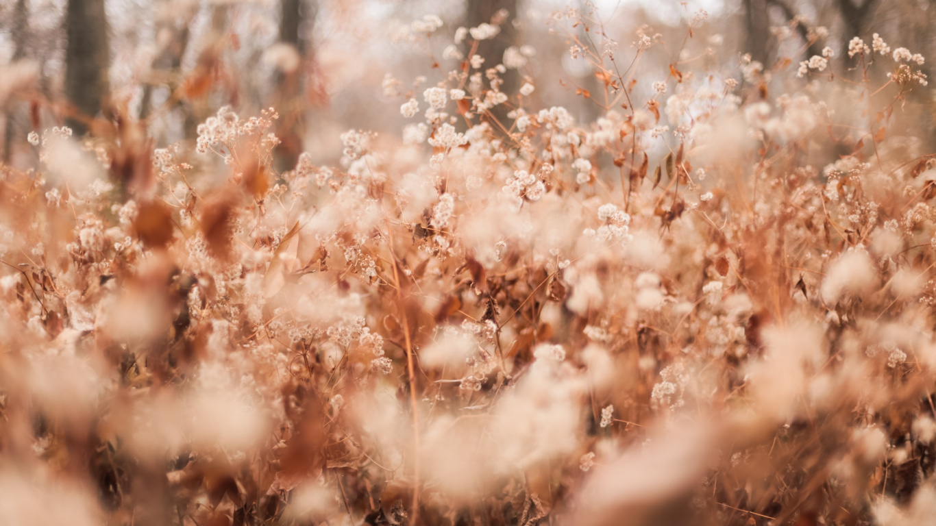 Brown Leaves on Brown Soil During Daytime. Wallpaper in 1366x768 Resolution