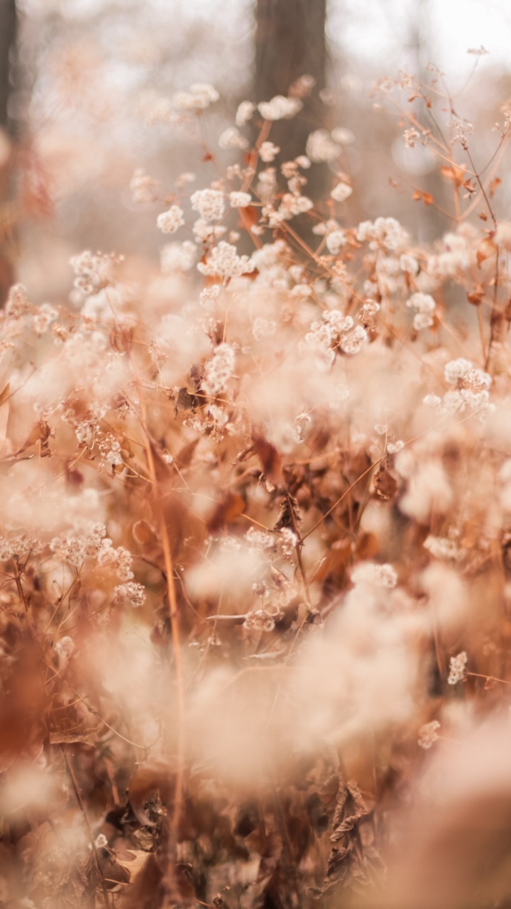 Brown Leaves on Brown Soil During Daytime. Wallpaper in 720x1280 Resolution