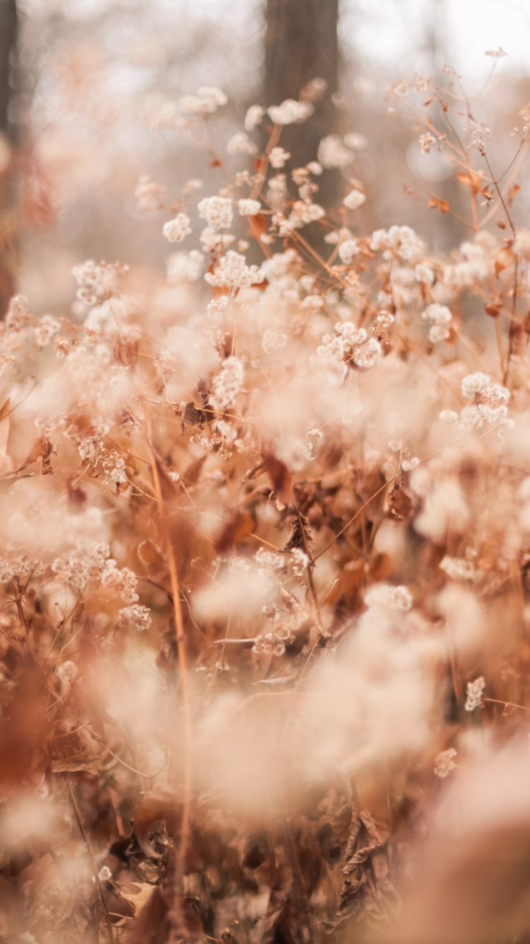 Brown Leaves on Brown Soil During Daytime. Wallpaper in 750x1334 Resolution