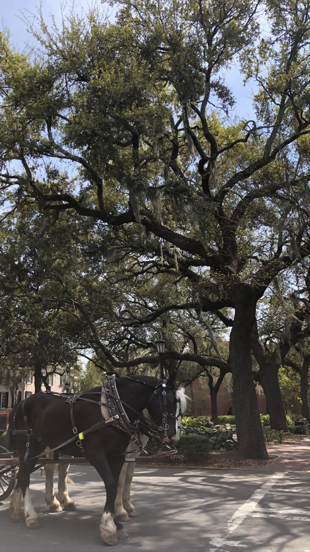 Tree, Science, Biology, Carriage, Bridle. Wallpaper in 1080x1920 Resolution