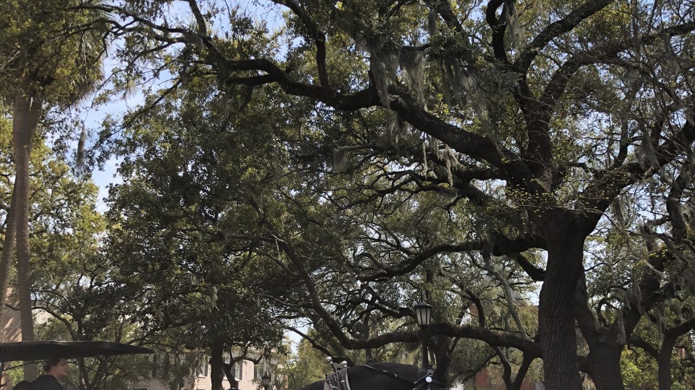 Tree, Science, Biology, Carriage, Bridle. Wallpaper in 1366x768 Resolution