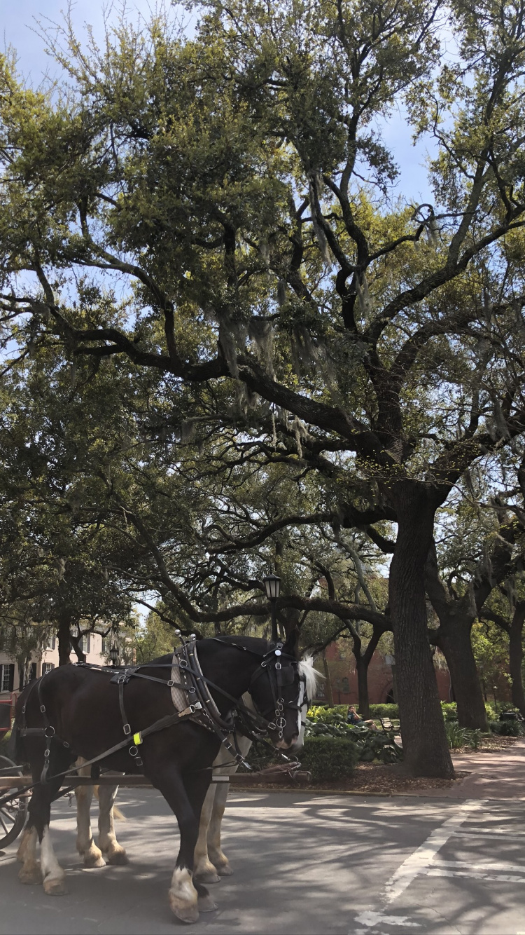 Tree, Science, Biology, Carriage, Bridle. Wallpaper in 750x1334 Resolution