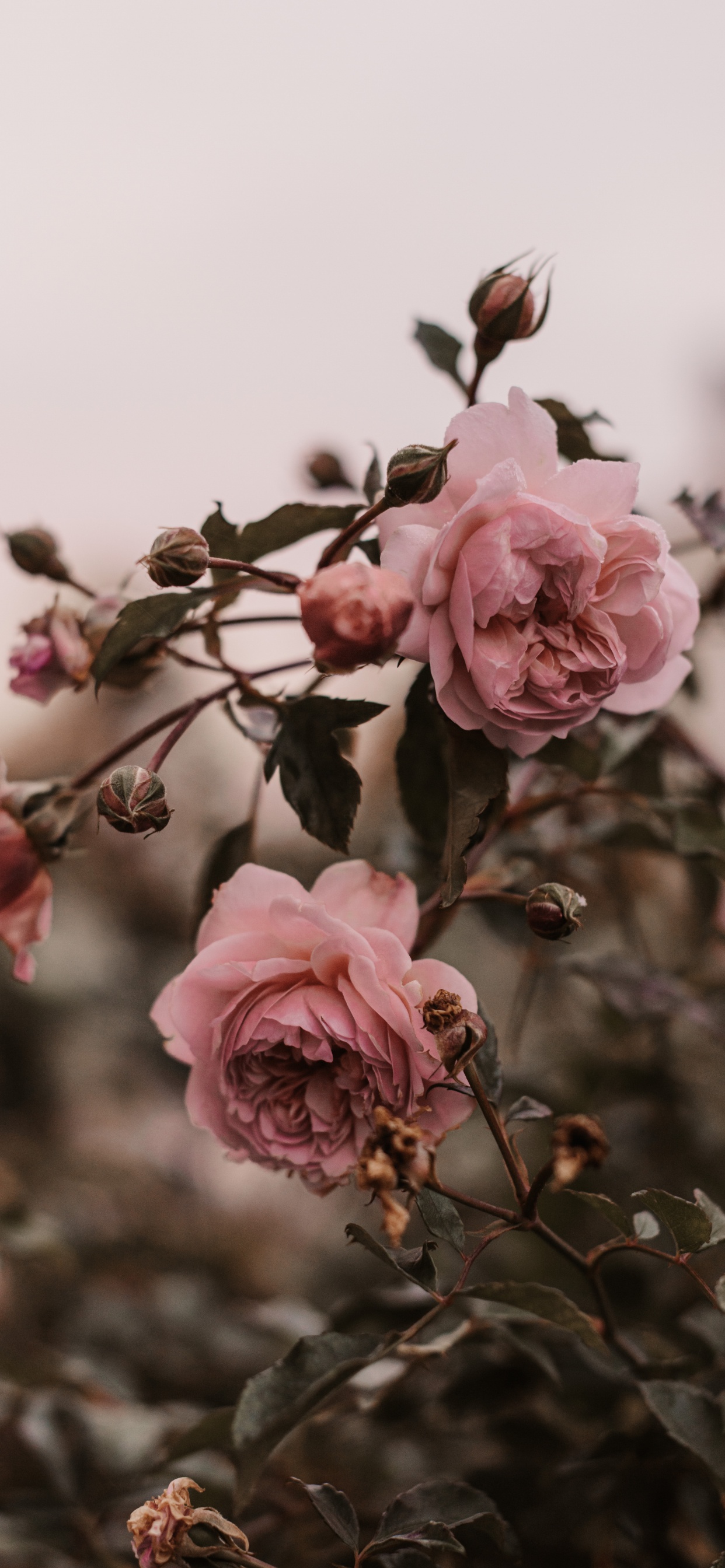 Pink Roses in Bloom During Daytime. Wallpaper in 1242x2688 Resolution