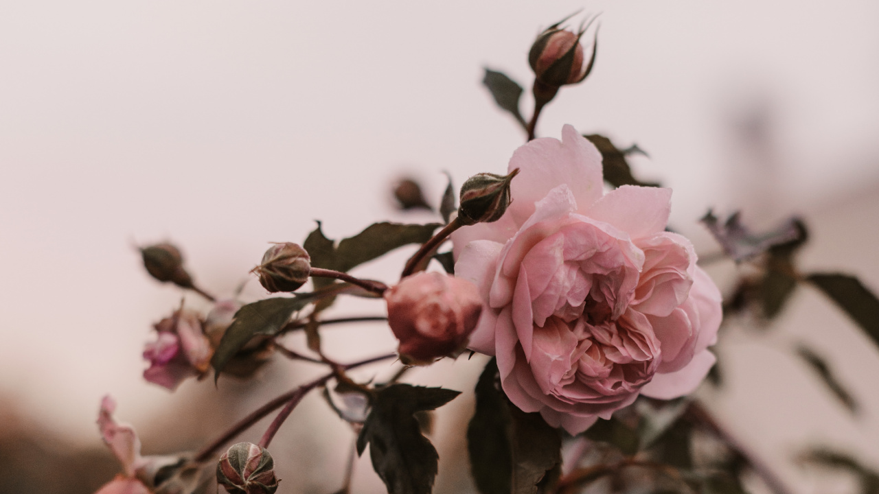 Pink Roses in Bloom During Daytime. Wallpaper in 1280x720 Resolution