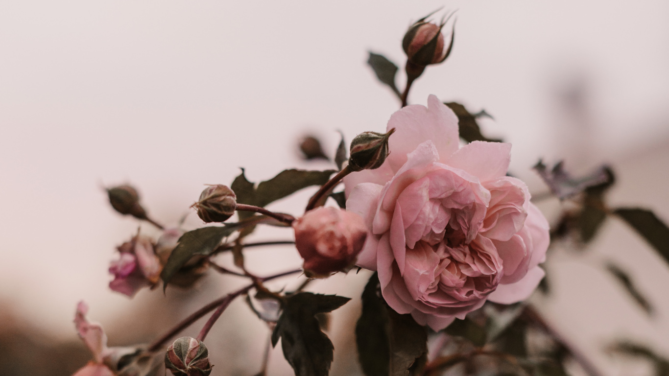 Pink Roses in Bloom During Daytime. Wallpaper in 1366x768 Resolution