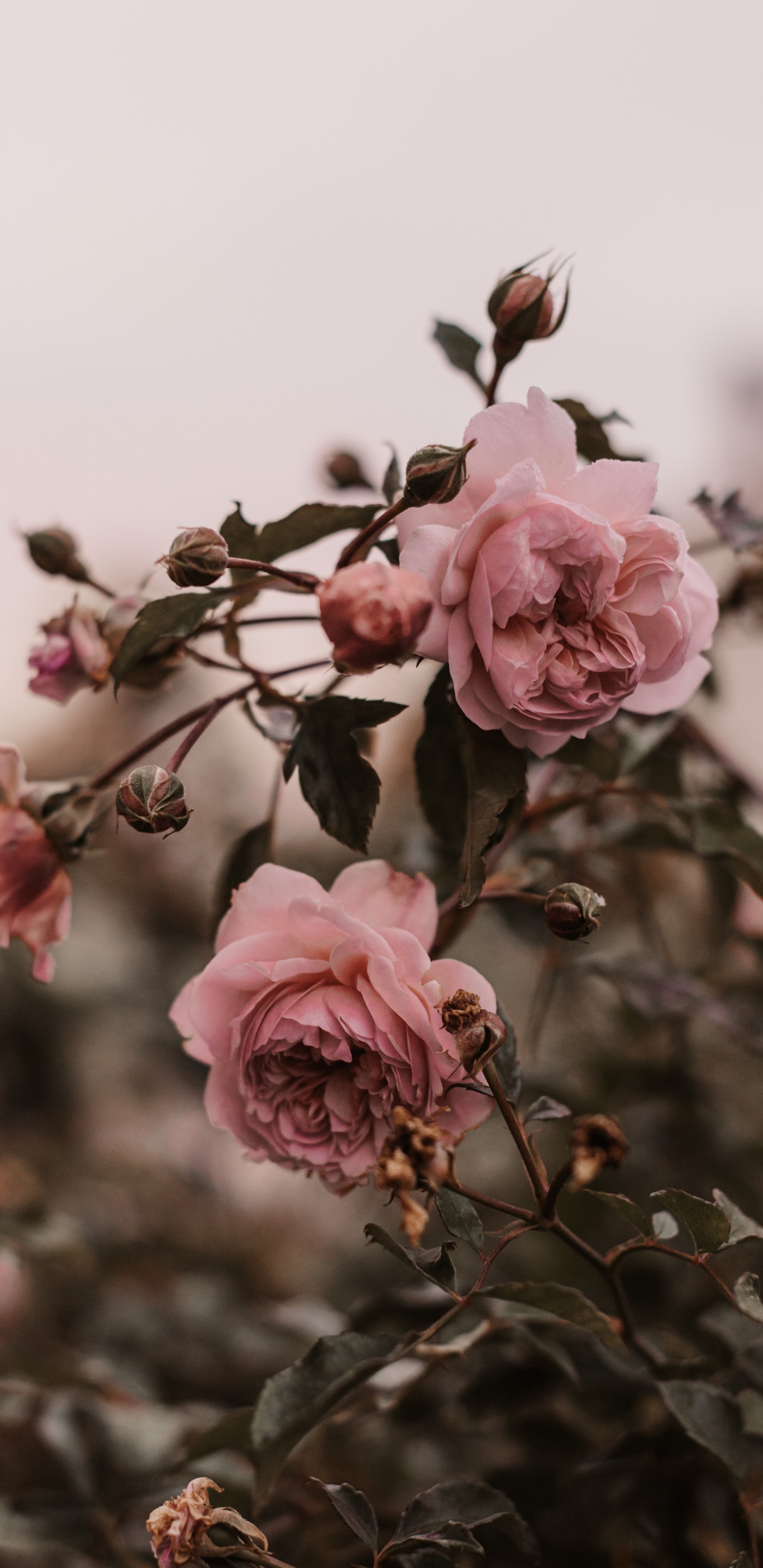 Pink Roses in Bloom During Daytime. Wallpaper in 1440x2960 Resolution