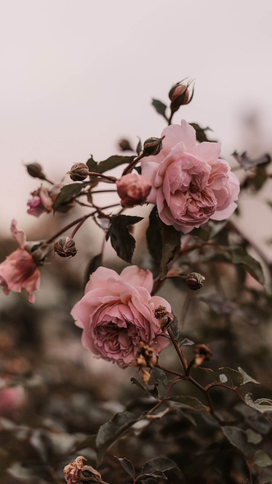 粉红色, 弹簧, 玫瑰花园, 显花植物, 玫瑰家庭 壁纸 1080x1920 允许