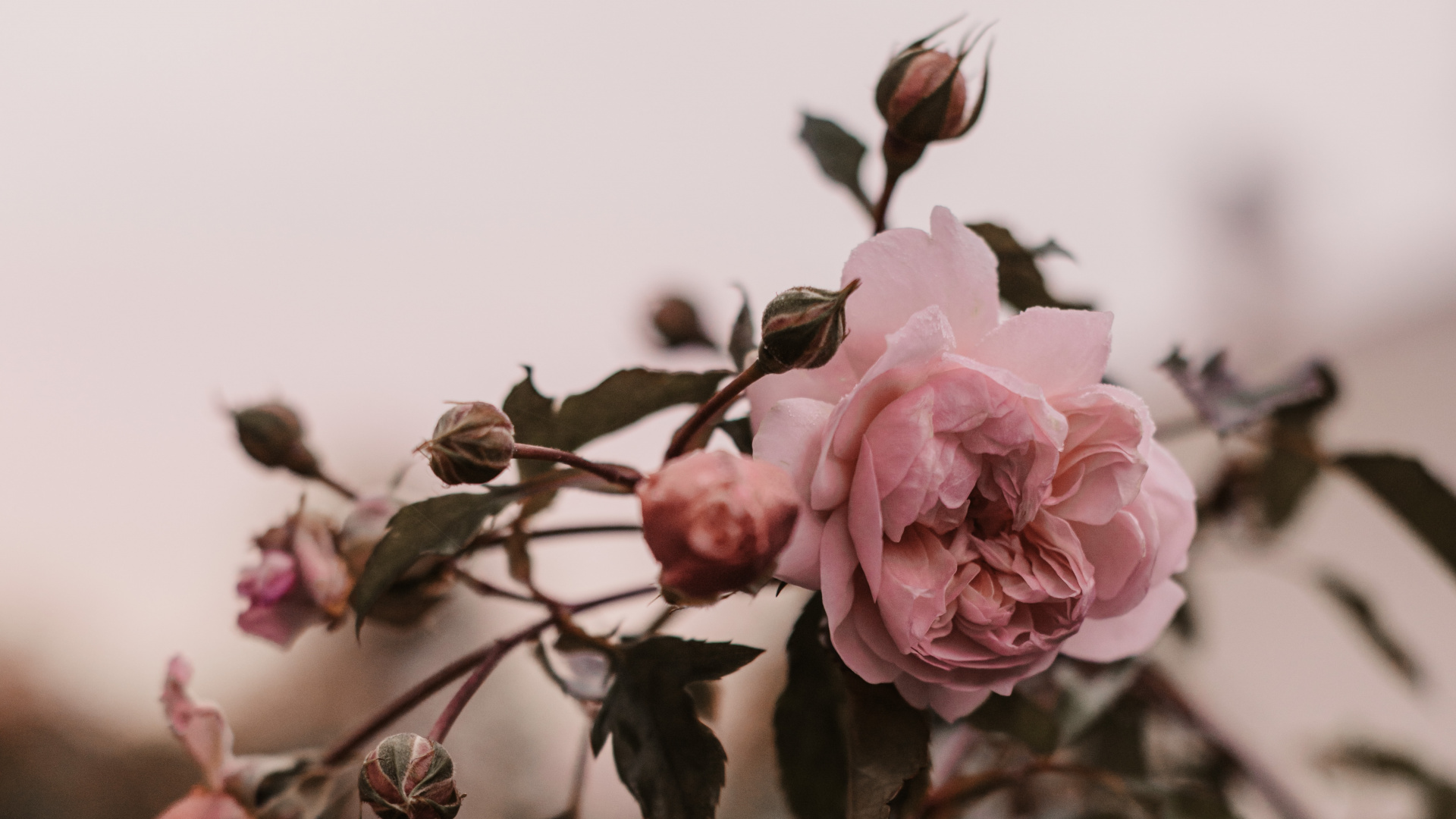 粉红色, 弹簧, 玫瑰花园, 显花植物, 玫瑰家庭 壁纸 1920x1080 允许